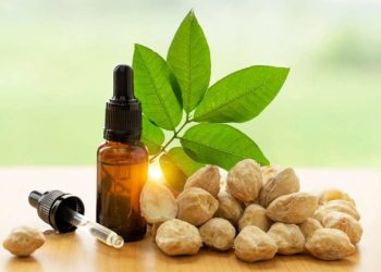 Minyak Kemiri Bakar, Ini Sederet Khasiatnya yang Dahsyat